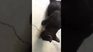 Black cat eating chips / sound of eating chips /