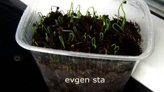 Лук репка из семян через рассаду
