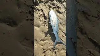 Milk fish season 