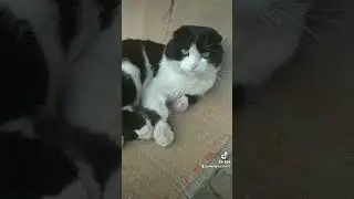 кот не ходит на ррботу