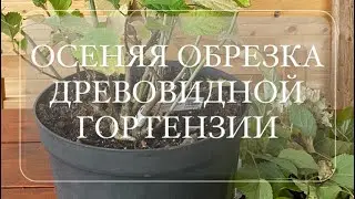 Как обрезать древовидную гортензию?