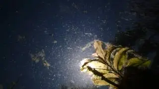 Deep Ocean Heinenoord 3