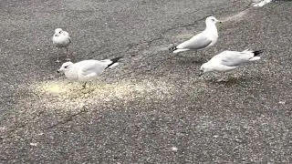 Lovely Dove