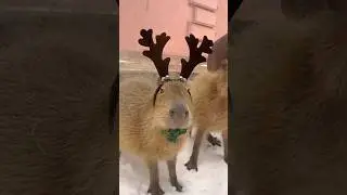 ДРУЖЕЛЮБНЫЕ КАПИБАРЫ