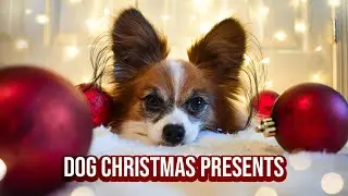 Percy Opens His Secret Santa Gift! // Percy the Papillon