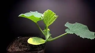 Pumpkin germination time lapse