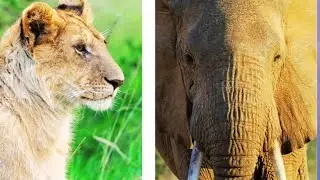 Can you complete this wild animal quiz ✨ #quiz #wildanimals