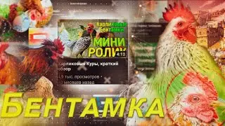 Карликовые куры бентамки, полная информация из практики и энциклопедий