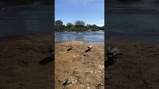 Duck Stories #Summer #Nature #Top #Impression #River #ducksquad