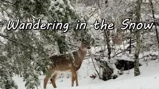 Wandering in the Snow #short