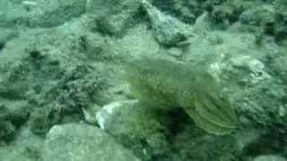 Cuttlefish Evading