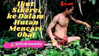 Sikerei Mentawai Mencari Obat di Hutan