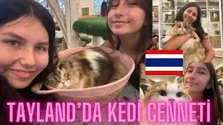 BU KAFEDE MASAYA KEDİ SERVİS EDİYORLAR / TATLAR VE TÜYLÜ ARKADAŞLAR ?!!!