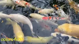 all colors fish &  cute fish