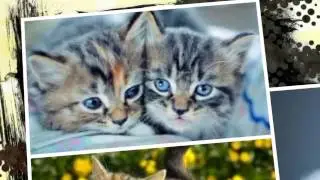 fotos de gatitos