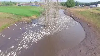Загон гусей