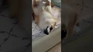БАКСИК,ТЕБЕ ТАК УДОБНО?