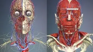 3D Анатомия человека - голова и шея. / 3D Anatomy human - head and neck.
