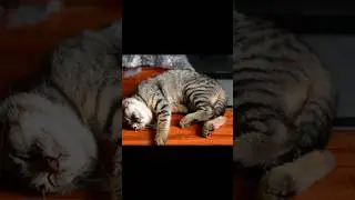 cats sleeping 😁 