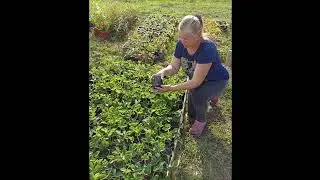 САЖЕНЦЫ КЛУБНИКИ ОТ ПИТОМНИКА УСАДЬБА ТКАЧУК