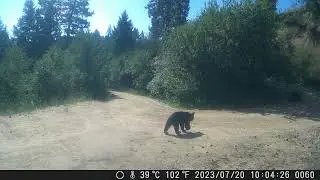 Bear chronicles 7/23