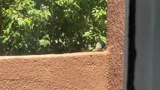 A cute bird :)