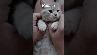 как чихают разные животные❓