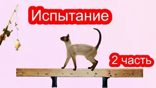 ИСПЫТАНИЕ для КОТОВ от SLIVKISHOW !