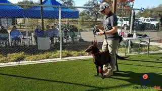 Muzzling Demonstration from Dogs Playing for Life
