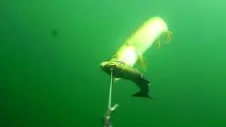 Absolutely no fear for this little pike  It attaks the BIG 4D Trout that is long almost like