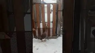 Серые гуси и алабай Дуся.