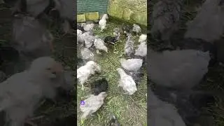 "Иерусалим, Иерусалим... сколько раз хотел Я собрать детей твоих" (Мат.23:37 ).