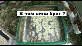 Сила зимующих семей