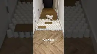 Испытание для кошки