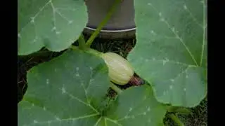 Le zucche 