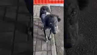 ПОМОЩЬ ПРИЮТУ👇Сбер 5469520021890280  Привязан к тел (89198804237  просто можете пополнить счет тел)