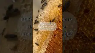 Какой должен быть натуральный и качественный мед? #факты #пчеловодство #мед #пасека
