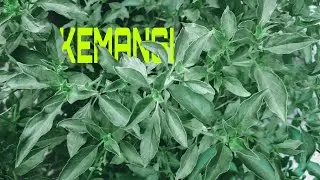 Bikin Tulisan Nyelip _tutorial _picsart _ pake Hape