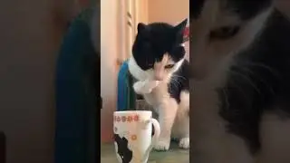 Кот Гашик Пьет Молочко Лапой :D