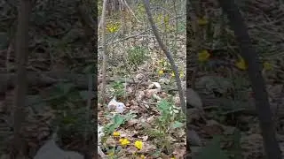 Лекарственные цветы весной.