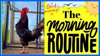 Let’s Go Wake Up The Animals!🐔☀️