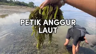 Petik anggur laut saat air laut surut