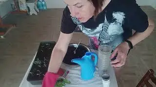 Начинаю пикировать помидоры / Эксперимент с блинами.