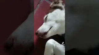 deja la pereza 