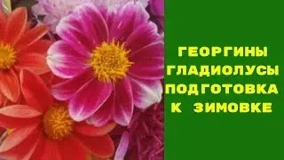 КАК СОХРАНИТЬ ГЕОРГИНЫ ЗИМОЙ