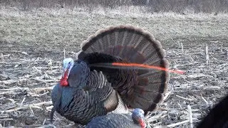 Bow Hunting Turkeys (Head Shot)