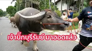 เริ่มทะยอยมาแล้ว พ่อพันธุ์ควายดังๆ ประกวดควาย เกษตรแฟร์กาฬสินธุ์ 2566