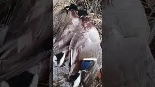 весенняя охота с подсадной