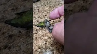 Trying to rescue a hummingbird.
