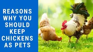 Why You Should Keep Chickens as Pets?
